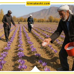 کود فسفر برای زعفران