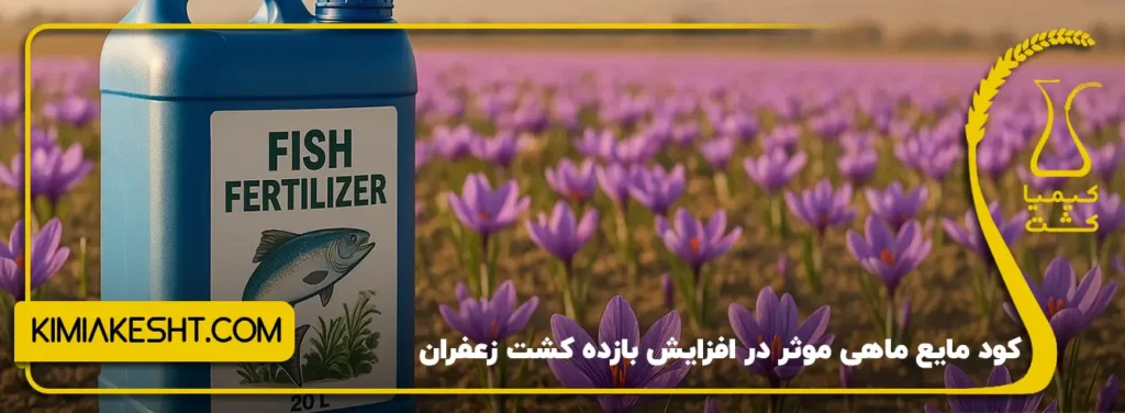 کود مایع ماهی موثر در افزایش بازده کشت زعفران