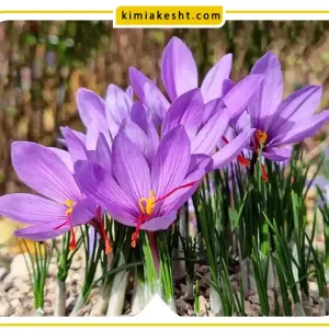 کود پتاس بالا برای زعفران