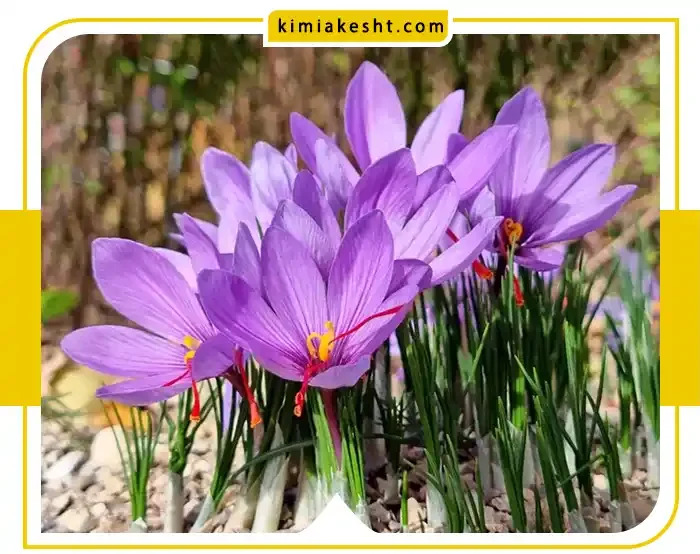 کود پتاس بالا برای زعفران