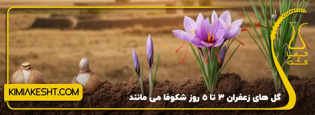 گل های زعفران 3 تا 5 روز شکوفا می مانند