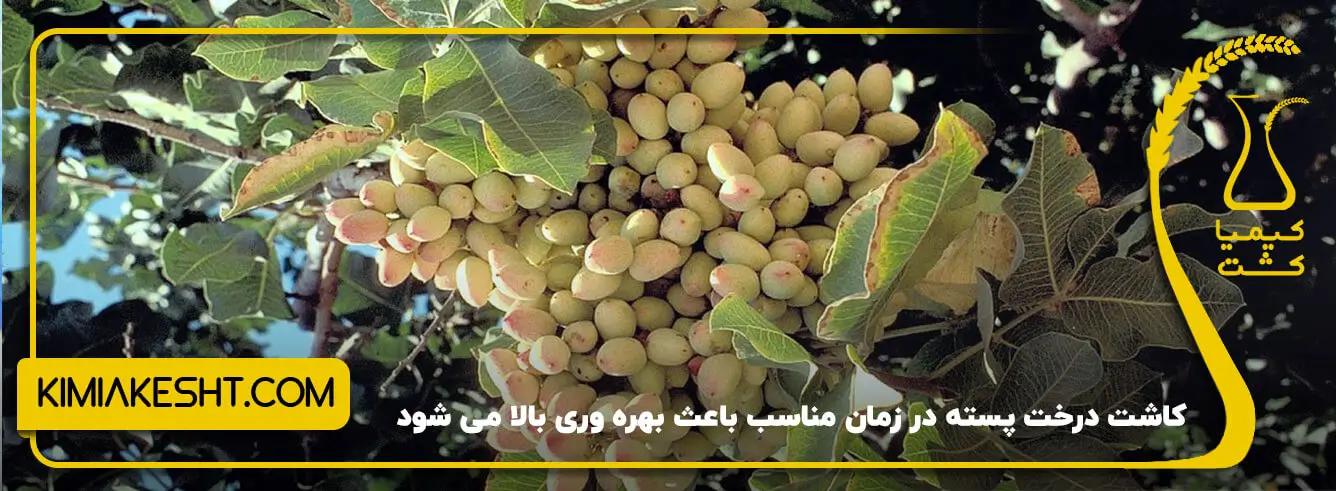 فصل مناسب کاشت نهال پسته پاییز یا بهار؟