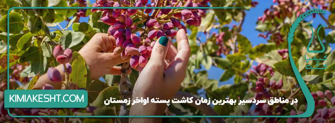کاشت نهال پسته در مناطق سردسیر