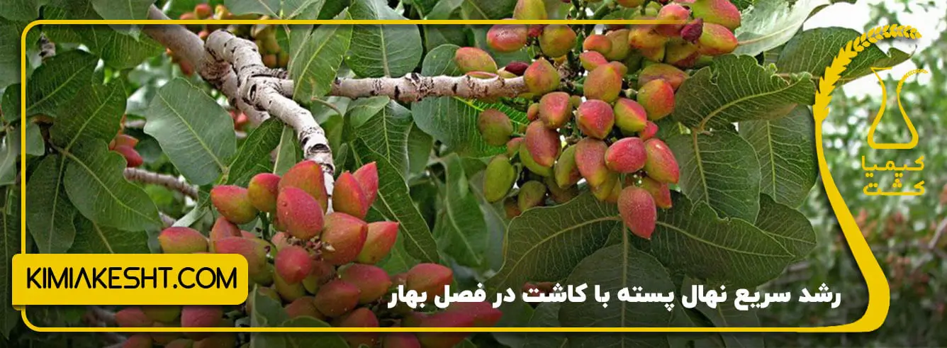 مزایای کاشت بهاره پسته