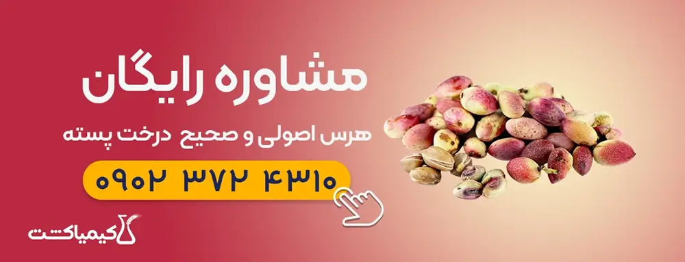 بنرمشاوره هرس درختان پسته