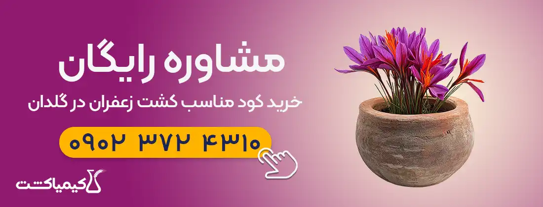 مشاوره رایگان کاشت گل زعفران در گلدان