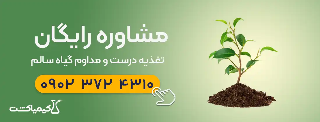 مشاوره تغذیه درست و مداوم گیاه
