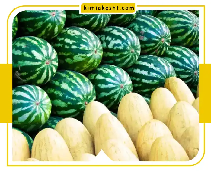 ترفندهای نگهداری هندوانه و خربزه