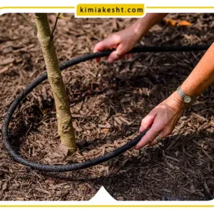 آبیاری پسته در مناطق کم آب