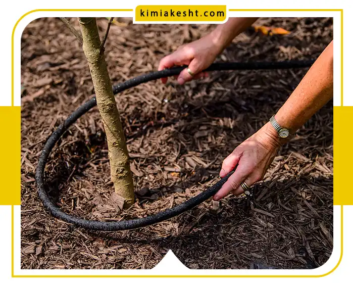 آبیاری پسته در مناطق کم آب