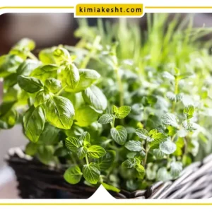 چطور بذر سبزیجات را درخانه سبز کنیم؟