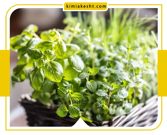 چطور بذر سبزیجات را درخانه سبز کنیم؟