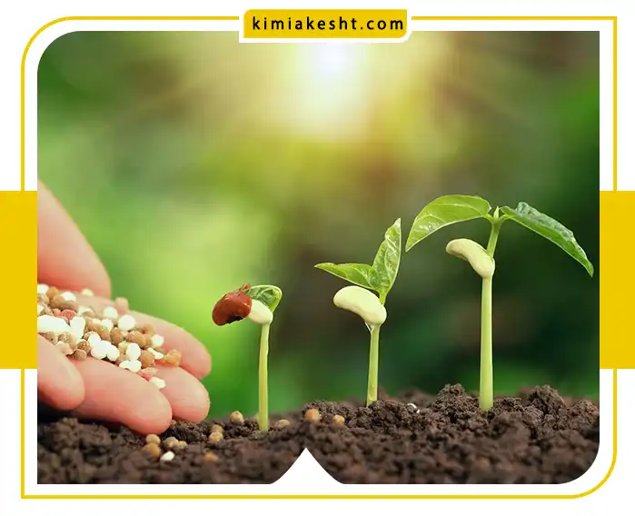 راز تغذیه مدوام گیاهان