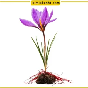 کود زاج آب زعفران