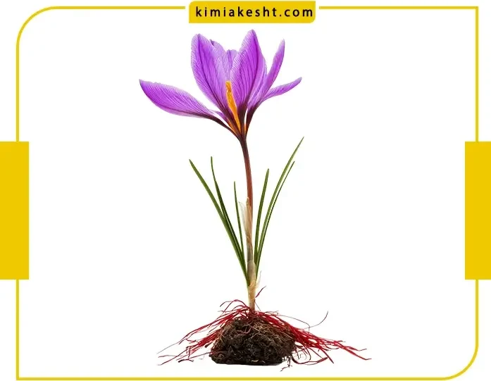 کود زاج آب زعفران