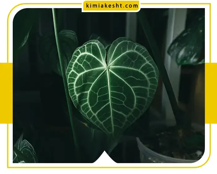 گیاهان زینتی خاص در ایران