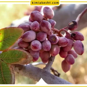 شرایط آب و هوایی کاشت درخت پسته