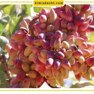 هرس درختان پسته