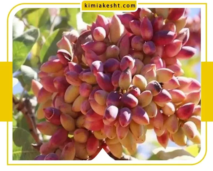 هرس درختان پسته