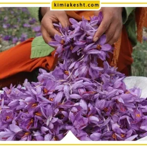 کود روی برای زعفران