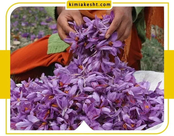 کود روی برای زعفران