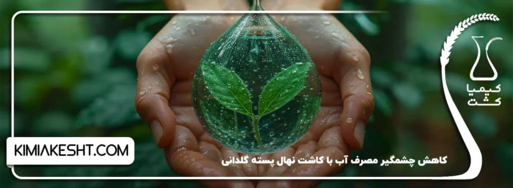 کاهش مصرف آب در کاشت نهال گلدانی پسته