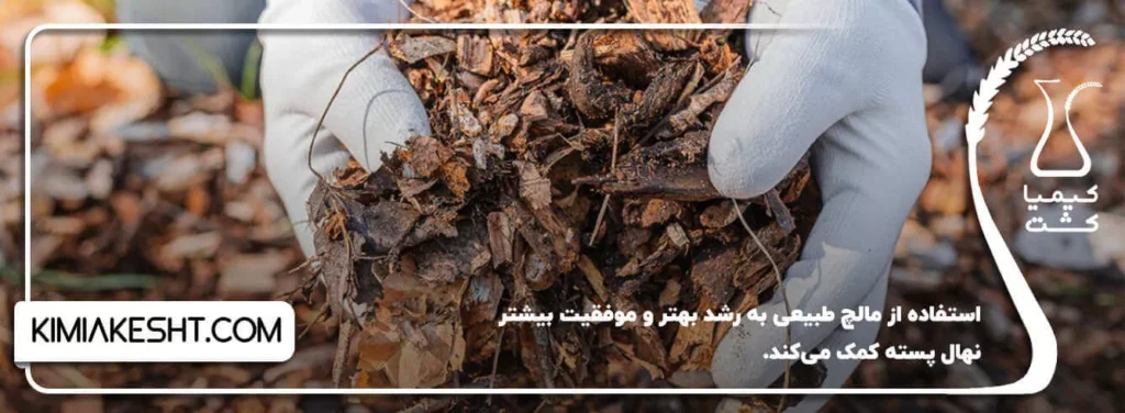 افزایش درصد موفقیت در کاشت نهال پسته بامالچ طبیعی