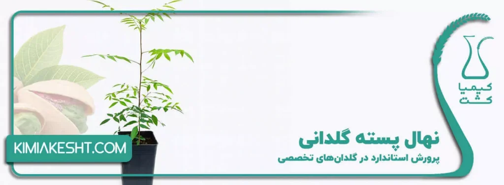 نهال پسته گلدانی