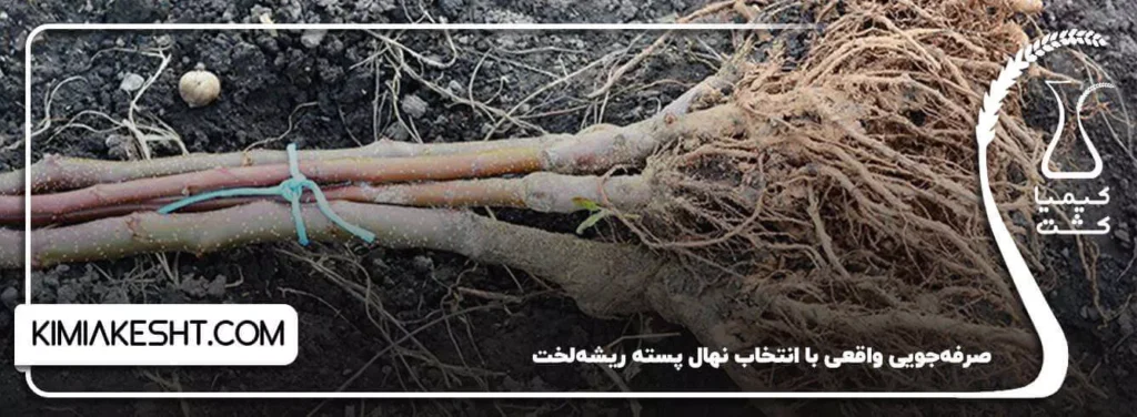 صرفه جویی هزینه ها با انتخاب روش ریشه لخت