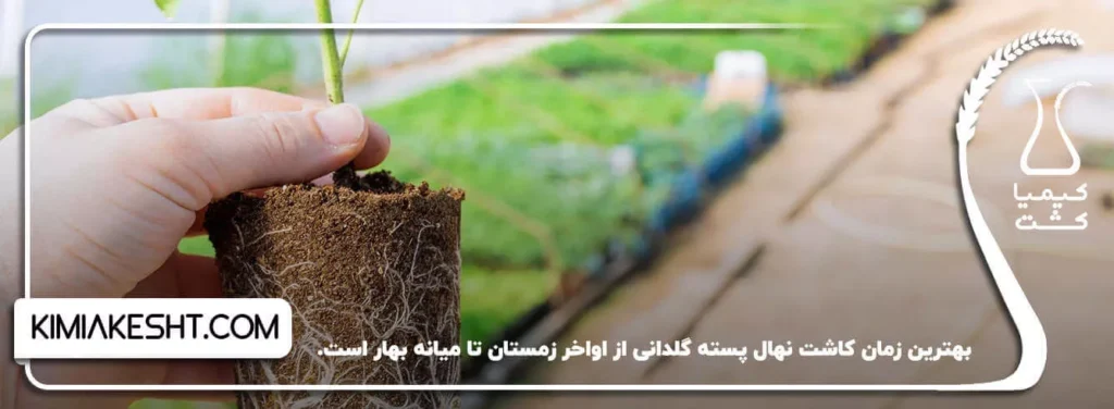 بهترین زمان کاشت نهال پسته گلدانی