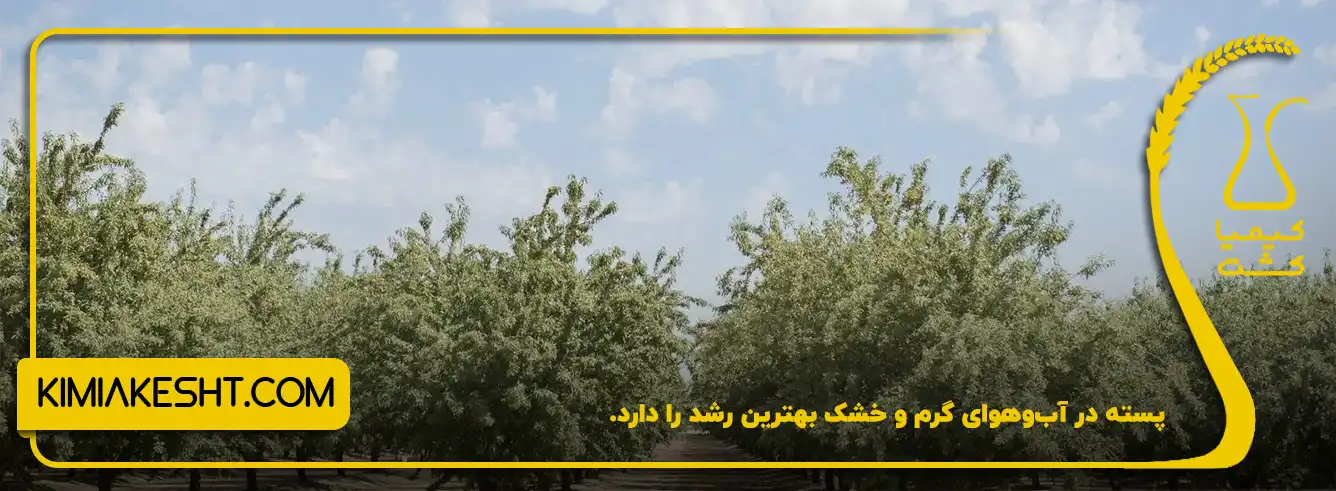 رشد بهتر پسته در آب وهوای گرم و خشک