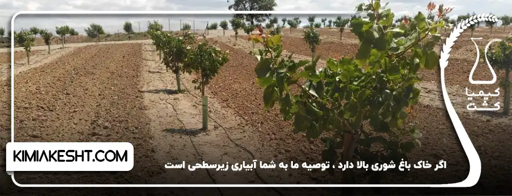 آبیاری زیرسطحی باغ پسته