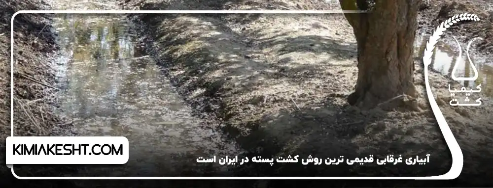 آبیاری غرقابی باغ پسته