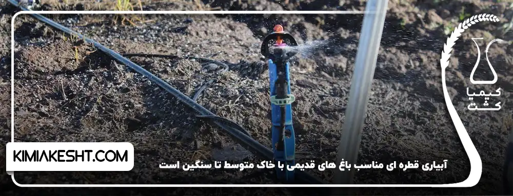 آبیاری قطره ای درخت پسته