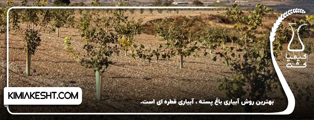 آبیاری قطره ای باغ پسته