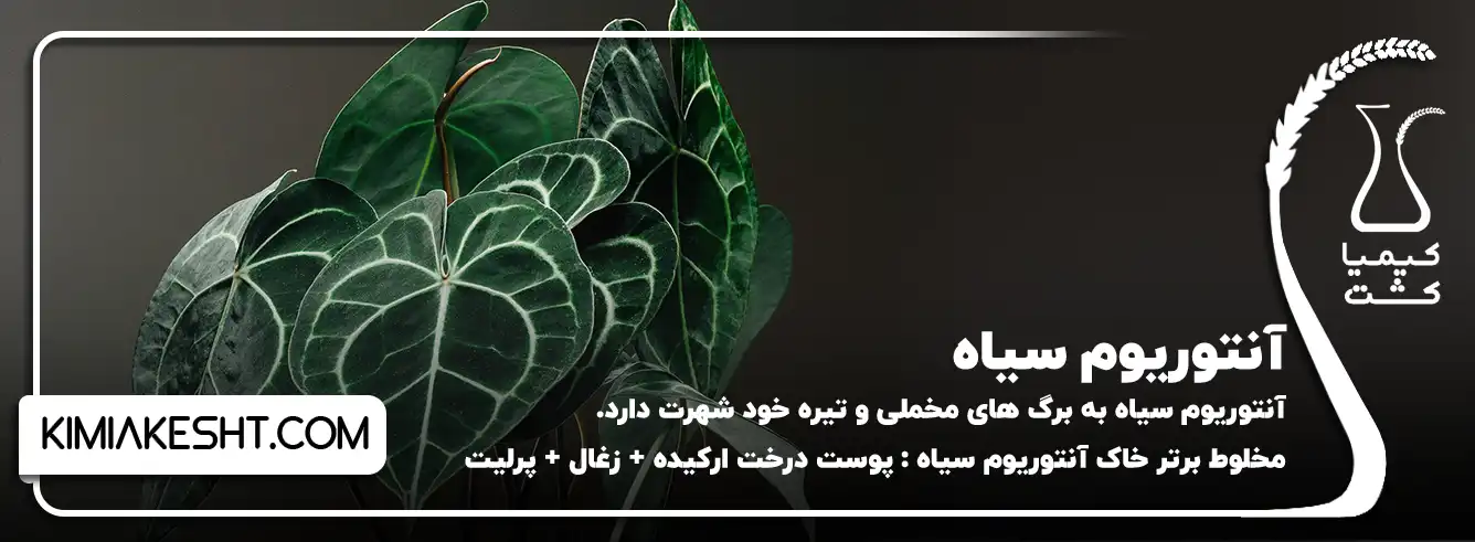 آنتوریوم سیاه