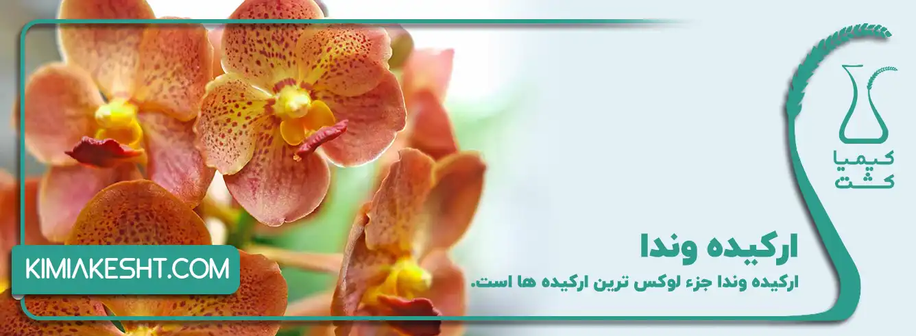 ارکیده وندا