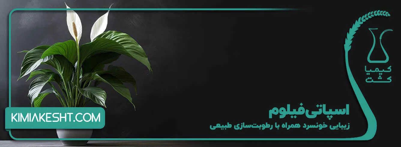 اسپاتی فیلوم