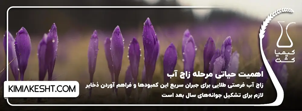 اهمیت حیاتی مرحله زاج آب زعفران