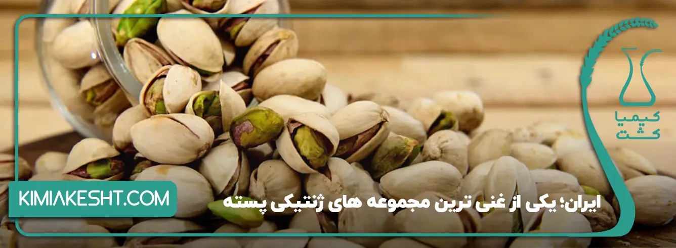 تنوع ارقام پسته در ایران