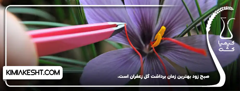 بهترین زمان کاشت گل زعفران