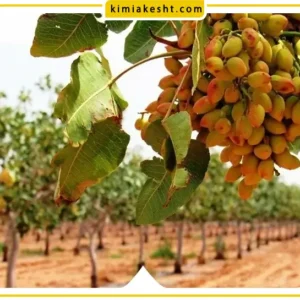 بهترین روش کاشت نهال پسته