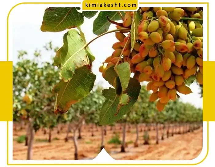 بهترین روش کاشت نهال پسته