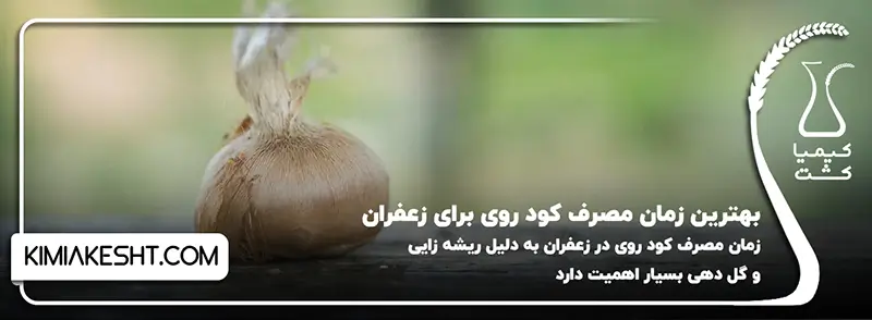 بهترین زمان مصرف کود روی برای زعفران