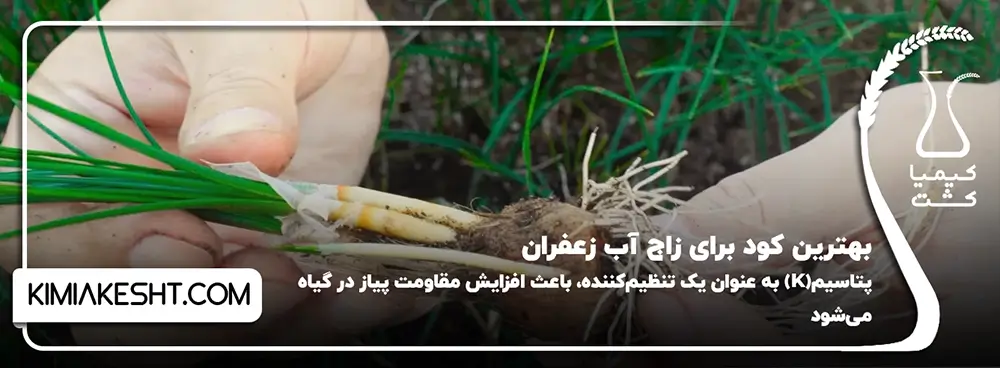 بهترین کود برای زاج آب زعفران
