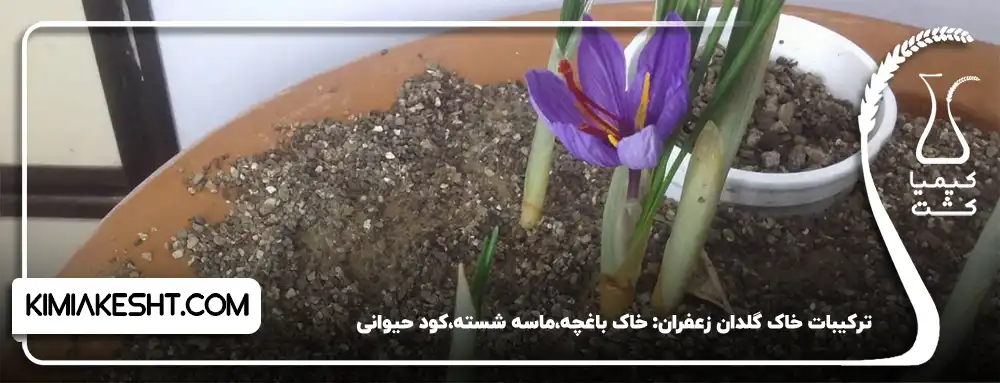 ترکیبات خاک گلدان زعفران