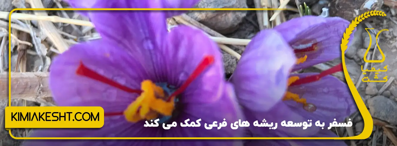 توسعه ریشه گیاهان با فسفر