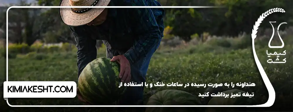 استفاده از تیغ تمیز هنگام برداشت هندوانه