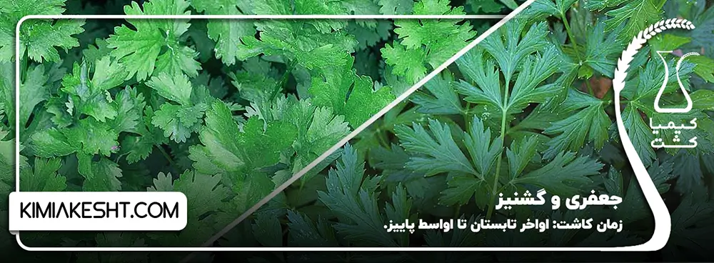 جعفری و گشنیز