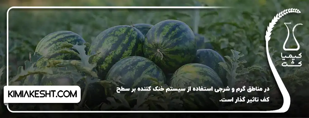شرایط نگهداری هندوانه و خربزه در مزرعه